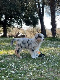 Cuccioli pastore australiano