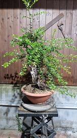 bonsai di mirto
