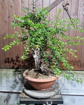 bonsai di mirto