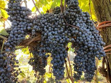 Uva da vino
