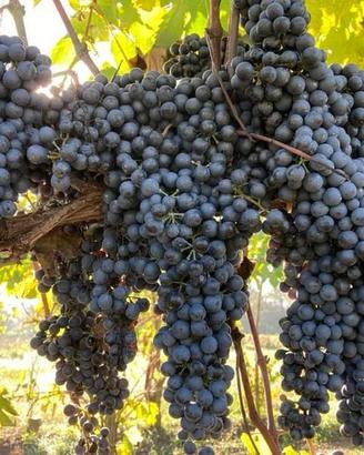 Uva da vino