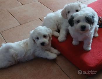 Cuccioli Maltese