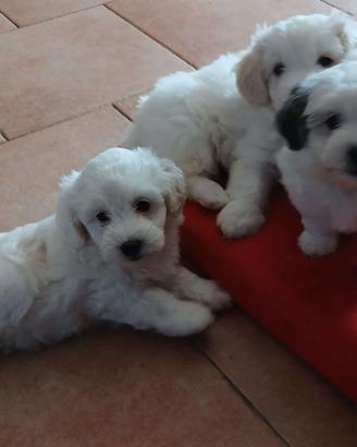Cuccioli Maltese