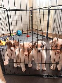 Cucciola di pastore australiano