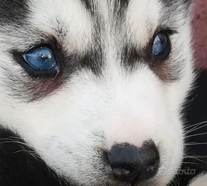Siberian husky