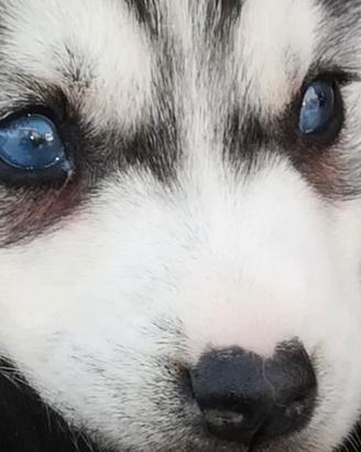 Siberian husky