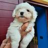 maltesi-cuccioli