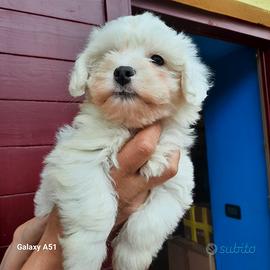 Maltesi cuccioli