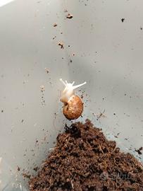 Ultime 3 giovani lumache africane