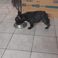 Bulldog francese