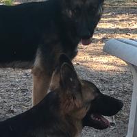 Cuccioli pastore tedesco pelo nero focato puri