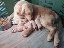 golden-retriver-maschi-e-femmine