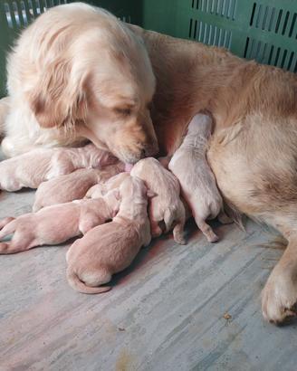 Golden retriver maschi e femmine