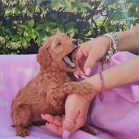 Cucciolo barboncino red