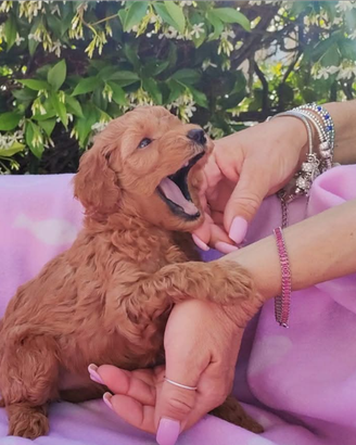 Cucciolo barboncino red