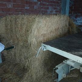 fieno erba medica