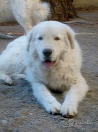 Cuccioli di Pastore Abbruzzese Maremmano