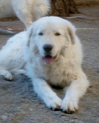 Cuccioli di Pastore Abbruzzese Maremmano