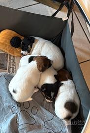 Cuccioli di jack Russel terrier