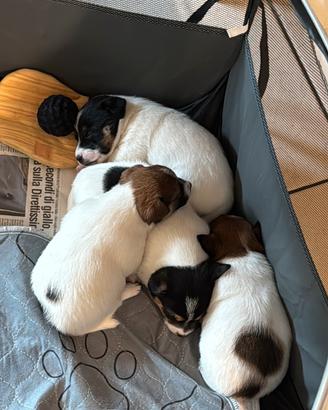Cuccioli di jack Russel terrier