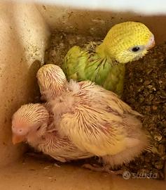 Pulli di cocorite 2026