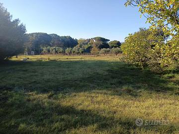 Terreno agricolo 4660 mq con pozzo e luce Nepi