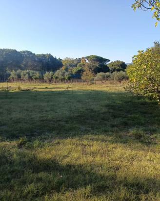 Terreno agricolo 4660 mq con pozzo e luce Nepi