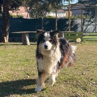 Border Collie