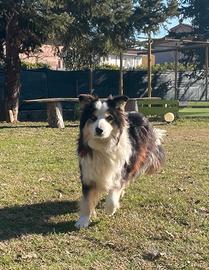 Border Collie