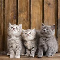 BRITISH SHORTHAIR COLORATISSIMI anche a rate