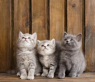 BRITISH SHORTHAIR COLORATISSIMI anche a rate