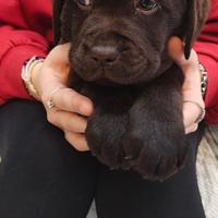 Labrador Retriever
