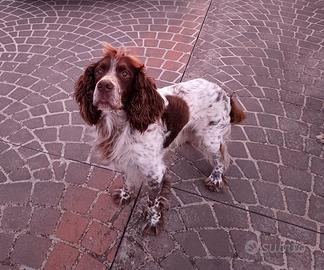 springer maschio 