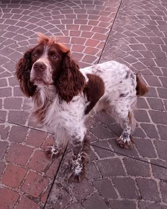 springer maschio 