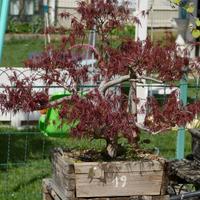 Bonsai di vari tipi: aceri, melograni, carpini