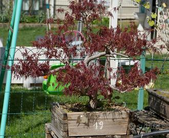 Bonsai di vari tipi: aceri, melograni, carpini