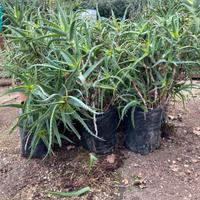Pianta Aloe Arborescens