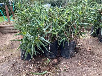 Pianta Aloe Arborescens