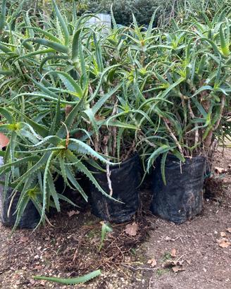 Pianta Aloe Arborescens