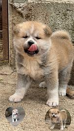 Akita inu