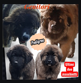 Cucciolo di tre mesi