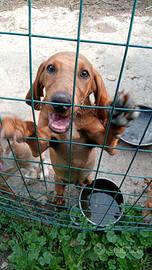 Cane segugio italiano da caccia lepre