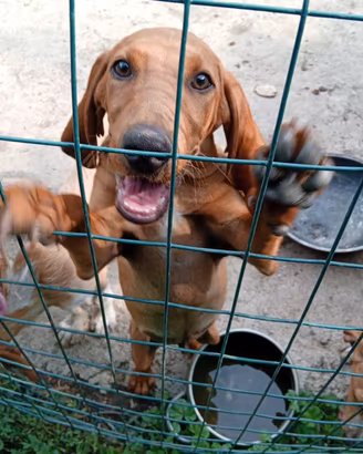 Cane segugio italiano da caccia lepre