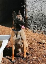 Malinois per monta con pedigree