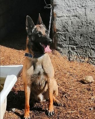 Malinois per monta con pedigree
