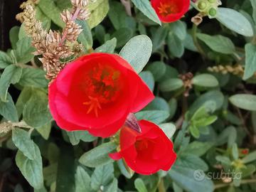 Giardiniera esperta