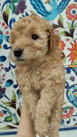 Cuccioli di barboncino