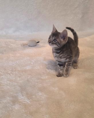 Cucciolo gatto bengala