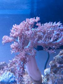 coralli molli e anemoni quadricolor