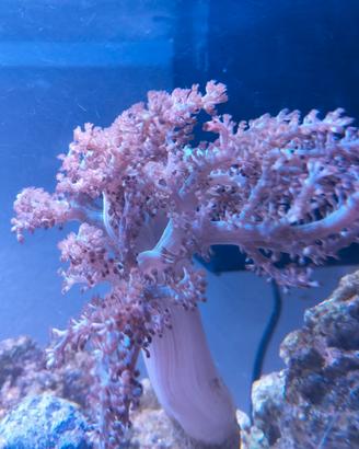 coralli molli e anemoni quadricolor